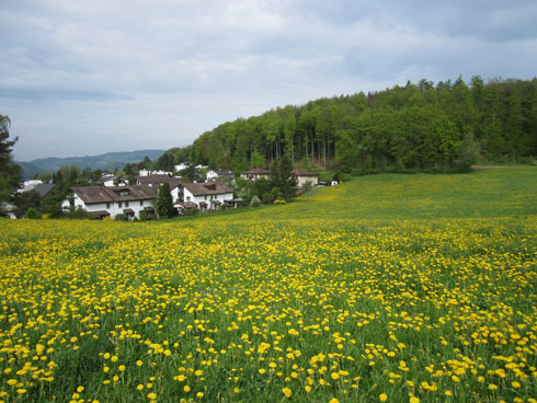 Uetikon field of dandelions