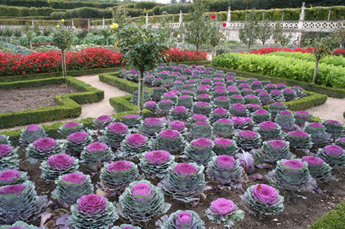 Cabbages in the Villandry potager