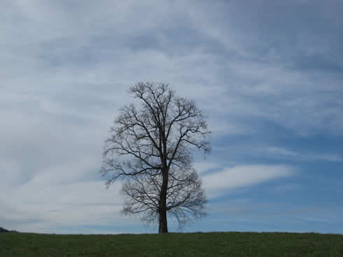 Lonely Tree in Wädenswil, Switzerland