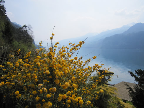 Yellow flowers blooming on the Walen lake