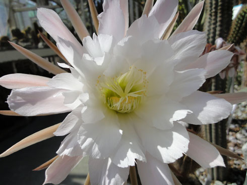 Tall white flower of a cactus