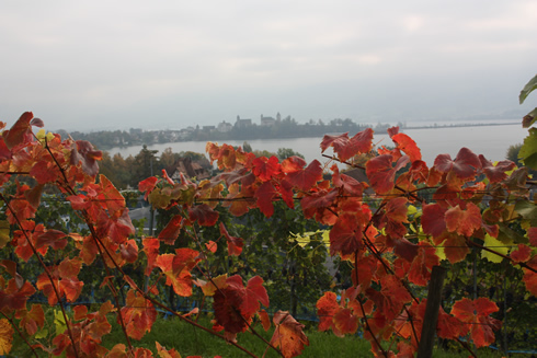 Vineyards leaves changing colors near Rapperswil (Switzerland)