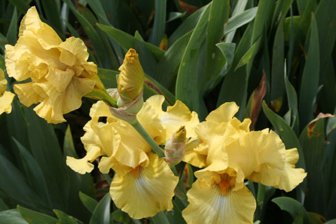 Yellow iris in Belvoir Park in Zurich in may