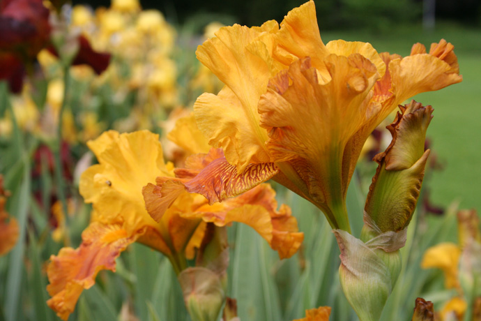 Yellow irises at the Belvoir Park in Zurich Enge