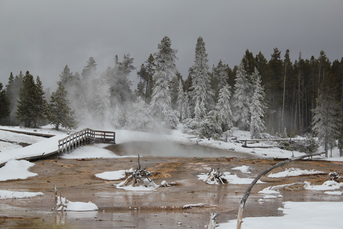 Yellowstone Park in the winter during a snowcoach trip - copyright Veronique Gray