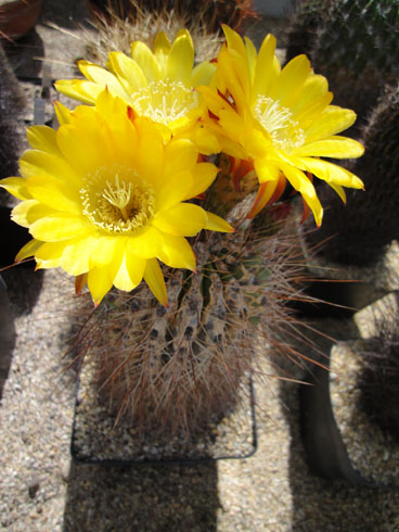 A cactus blooming at the Zurich collection of succulents