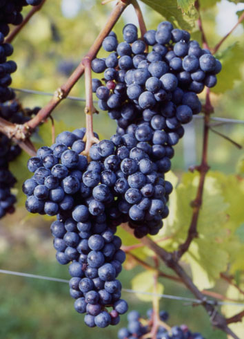 Zweigelt grape variety - copyrights AWMB/Faber