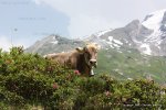 Cow in field of flowers Truebsee