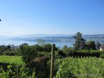 Vineyards over lake of Zurich