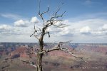 Dead tree in the Grand Canyon