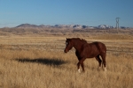horse-in-the-montana-prairie-near-the-little-belt-mountains