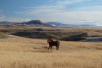 horses-running-near-little-belt-mountains