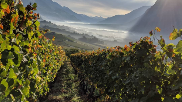 Valais, Switzerland’s wine Mecca