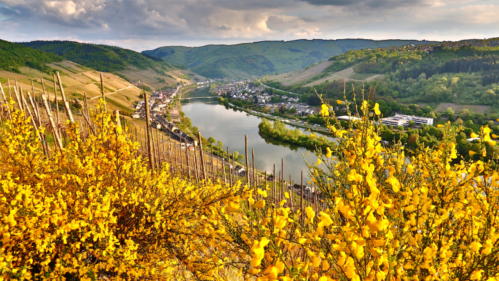 Spotlight on the German White Wines along the Mosel & Rhine rivers (Part I)