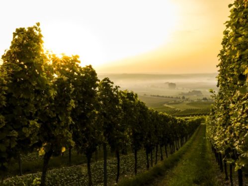 Spotlight on the German white wines along the Mosel & Rhine rivers (Part II)