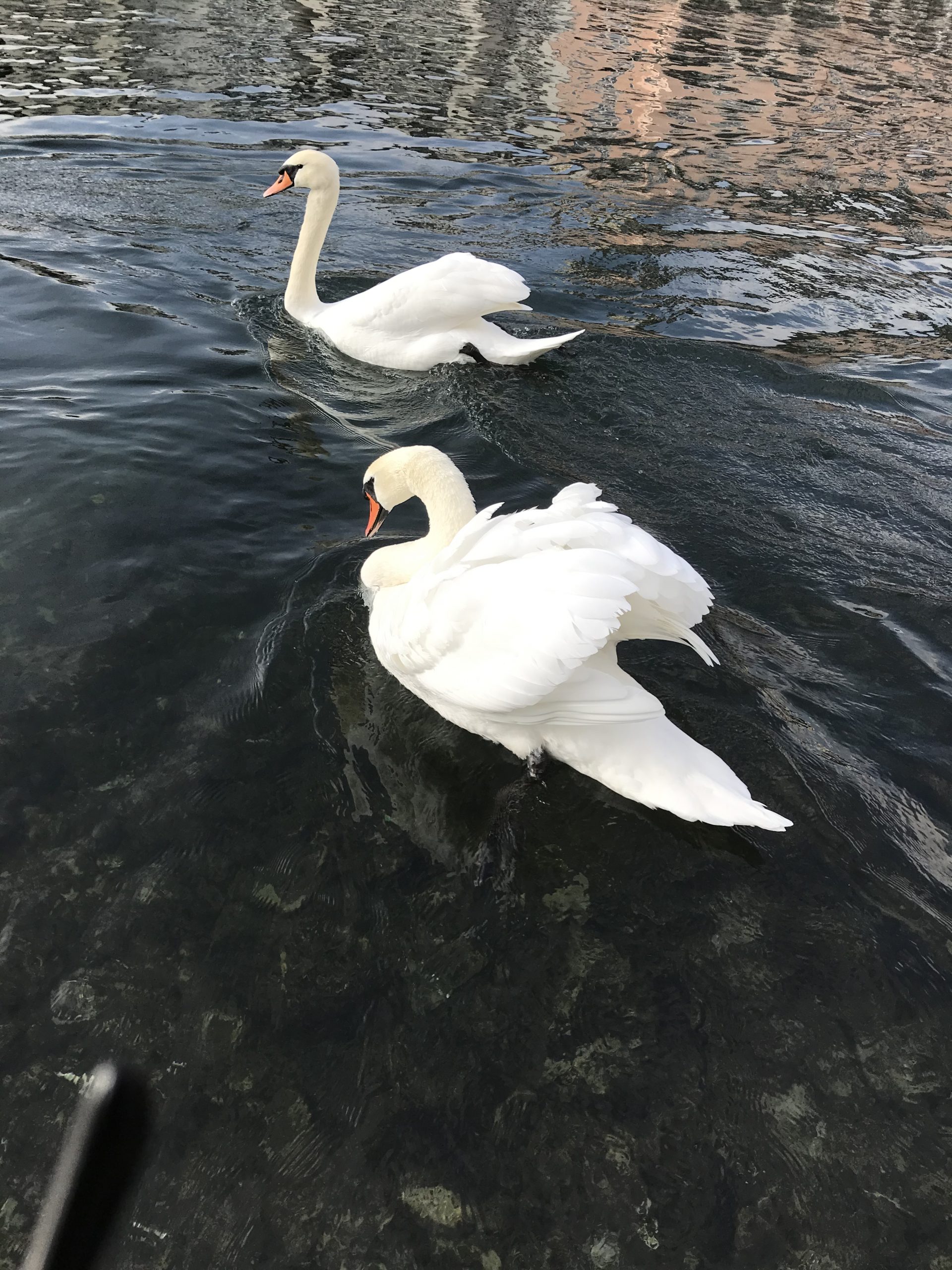 Swans by the lake of Zurich credit Veronique Gray