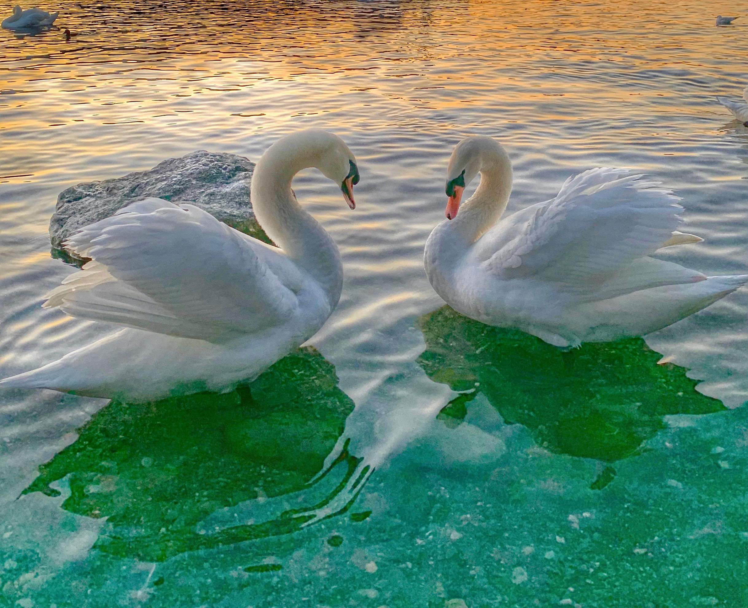 Swans on Zurich Lake credit Manuella Leonhard
