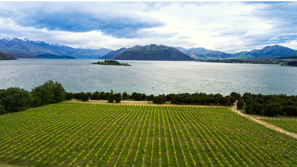New Zealand Wines: There’s more to them than Sauvignon Blanc