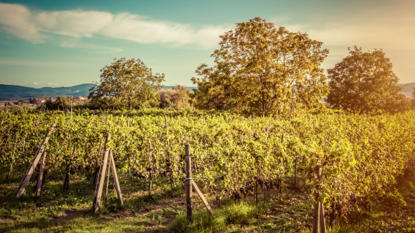 Organic and Biodynamic Wines: What are they and are they worth the hype?