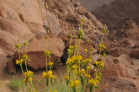 Sinai landscape, fauna and flora: unforgettable Egyptian scenery